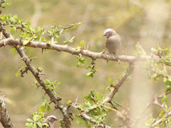 Pseudonigrita arnaudi