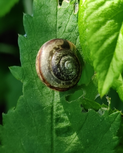 Fruticicola transbaicalia