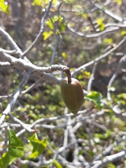 Vasconcellea chilensis
