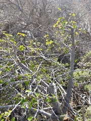 Vasconcellea chilensis