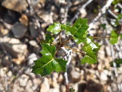 Vasconcellea chilensis