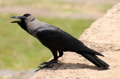 Corvus splendens