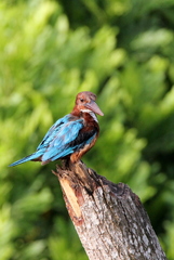 Halcyon smyrnensis fusca