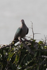 Ducula aenea