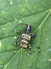 Acridoschema capricorne