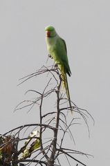 Psittacula krameri