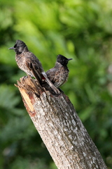 Pycnonotus cafer