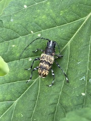 Acridoschema capricorne