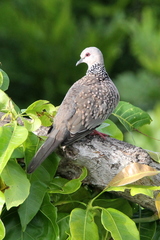 Streptopelia chinensis