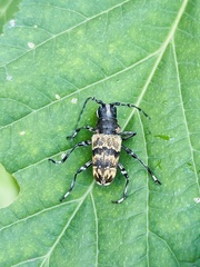 Acridoschema capricorne