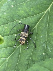 Acridoschema capricorne