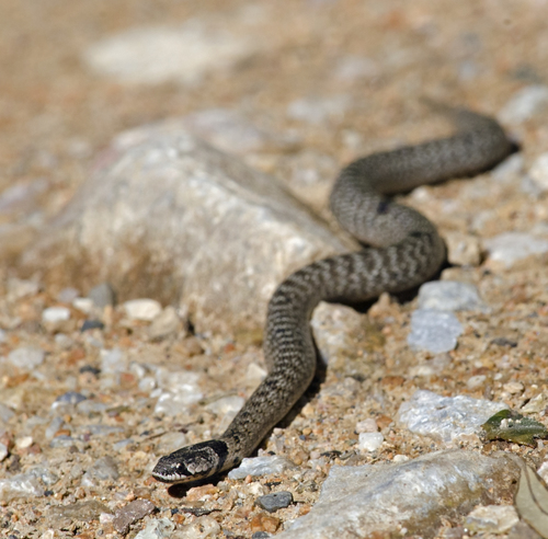 Iberian False Smooth Snake