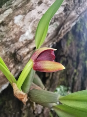 Maxillaria variabilis