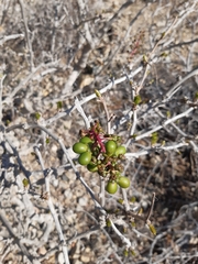 Anisomeria littoralis