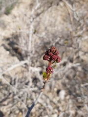 Anisomeria littoralis