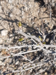 Anisomeria littoralis