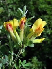 Chamaecytisus hirsutus