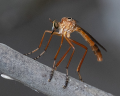 Diogmites neoternatus