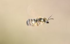 Halictus subauratus