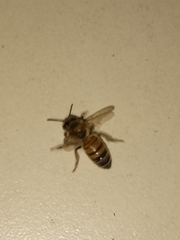Apis mellifera