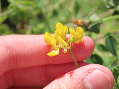 Coronilla valentina