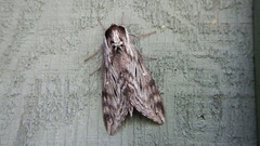 Sphinx poecila