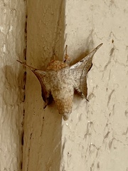 Cicinnus melsheimeri