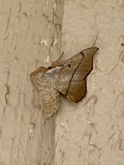 Cicinnus melsheimeri