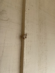 Cicinnus melsheimeri