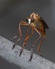 Diogmites neoternatus