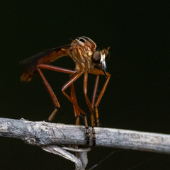 Diogmites neoternatus