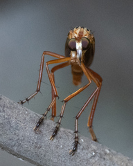 Diogmites neoternatus