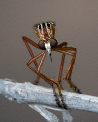 Diogmites neoternatus