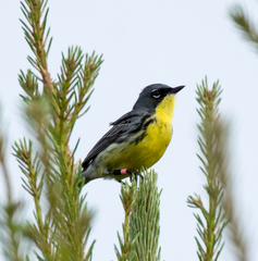 Setophaga kirtlandii