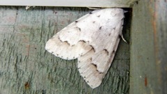Acronicta innotata