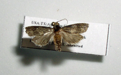 Chararica hystriculella