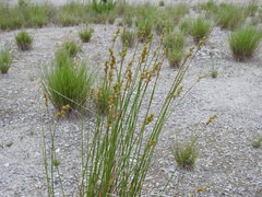 Carex adusta