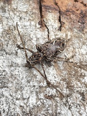 Phrynetopsis fuscicornis