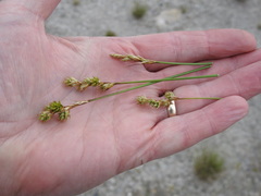 Carex adusta
