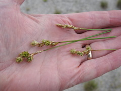 Carex adusta