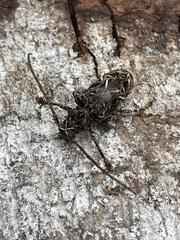 Phrynetopsis fuscicornis