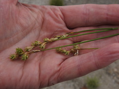 Carex adusta