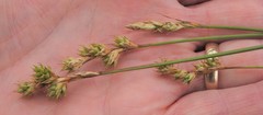 Carex adusta