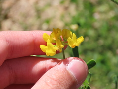 Coronilla valentina