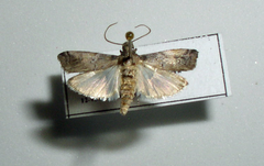 Chararica hystriculella