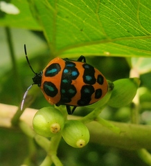 Poecilocoris druraei