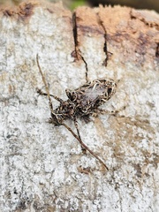 Phrynetopsis fuscicornis