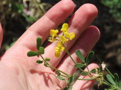 Coronilla valentina