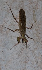 Humbertiellina
