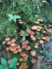 Fungi